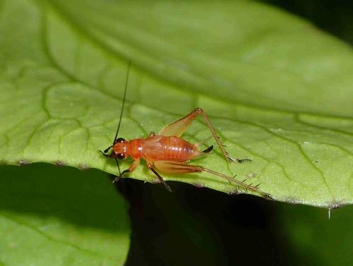 Trigonidiinae